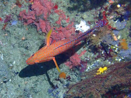 Cephalopholis miniata