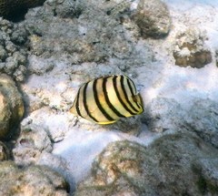 Chaetodon octofasciatus
