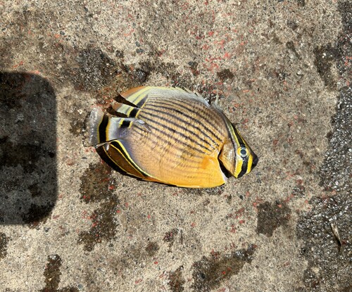 Pinstriped butterflyfish (Chaetodon lunulatus) — Chaetodontidae — 2