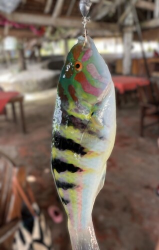 Moon wrasse (Thalassoma hardwicke) — Labridae