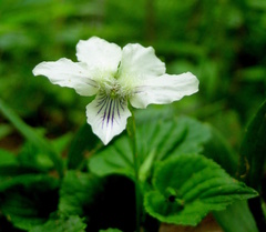 Viola striata