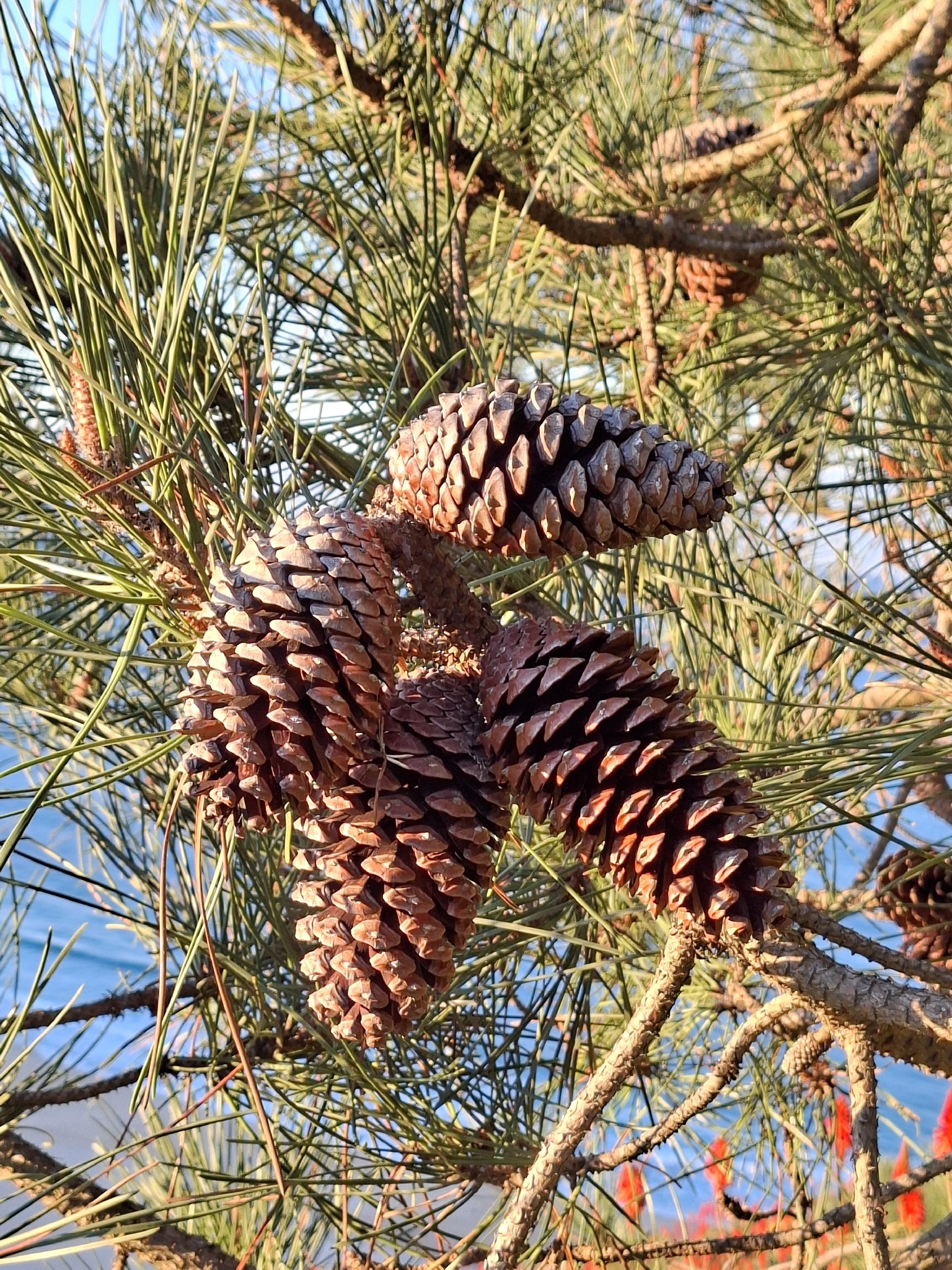 Pinus pinaster