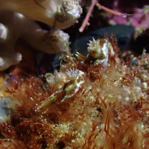 Hypselodoris krakatoa