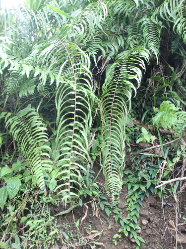 Nephrolepis davallioides observed 2026-01-01