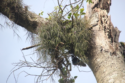 Schoenorchis juncifolia