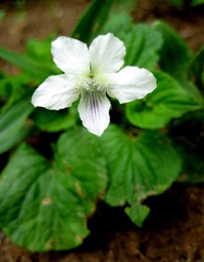 Viola striata