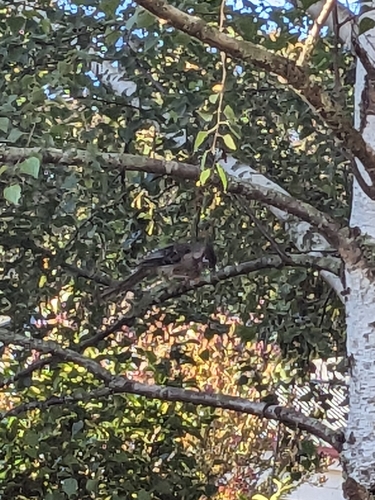 Red Wattlebird (Anthochaera carunculata), photo 3