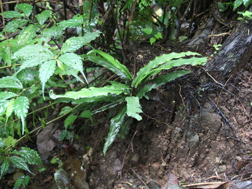 Diplazium subserratum
