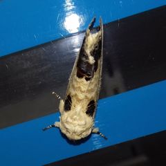Phalera flavescens