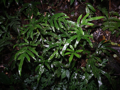 Pteris venulosa