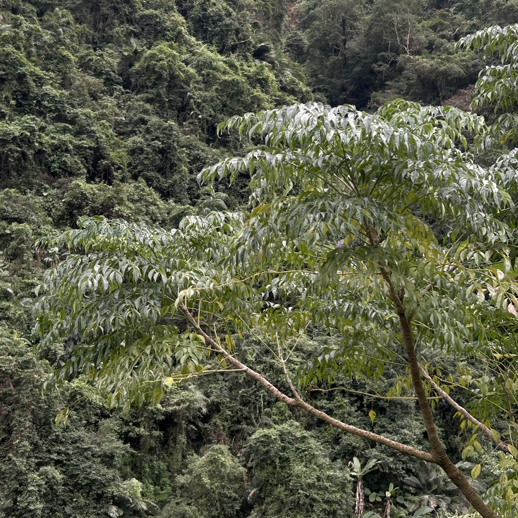 Hạnh phúc (Radermachera sinica)