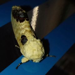 Phalera flavescens