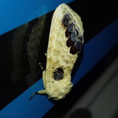 Phalera flavescens
