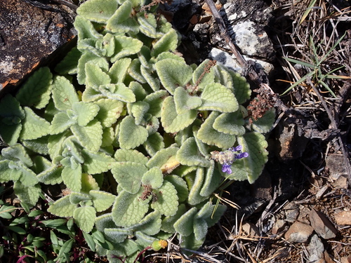 Foto de coleus