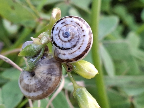 Theba pisana pisana