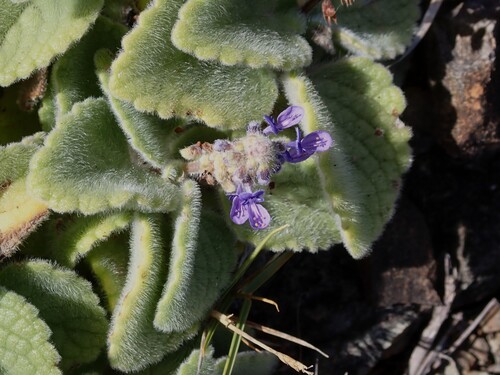 Foto de coleus