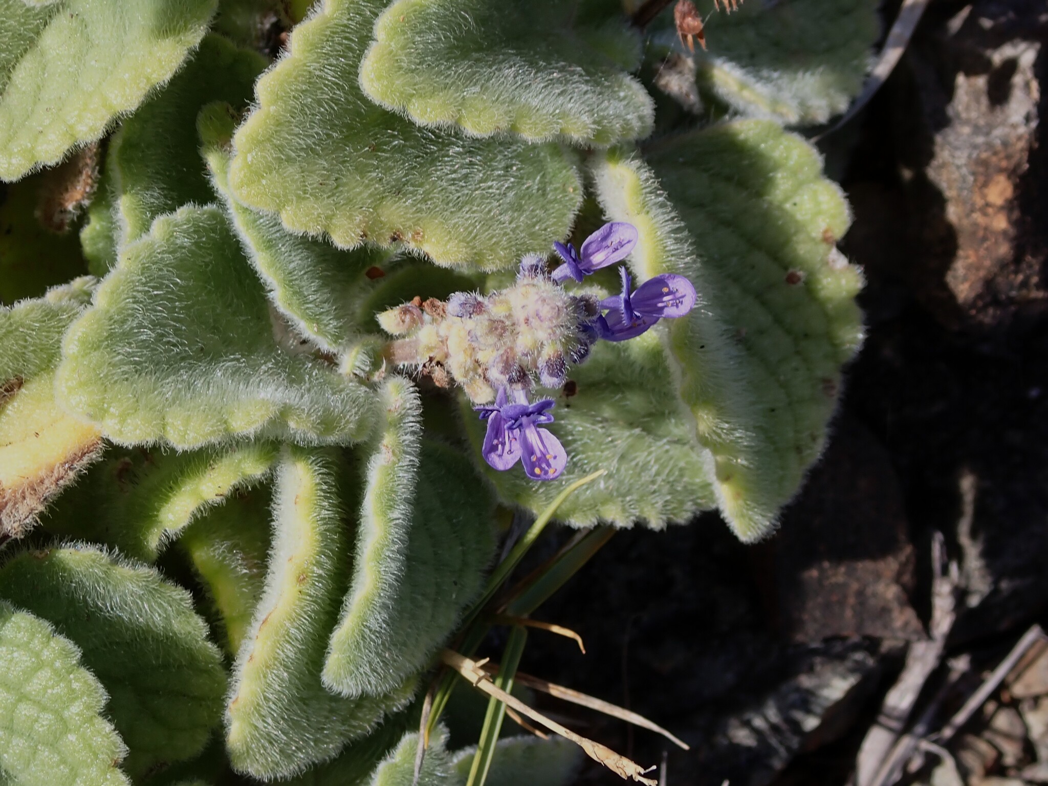 Imagem de coleus