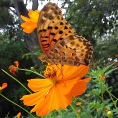 Argynnis hyperbius