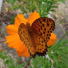 Argynnis hyperbius
