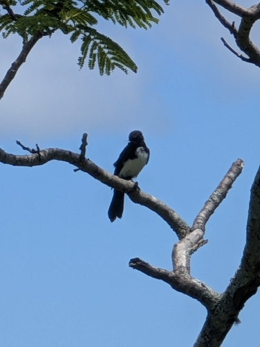 Willie Wagtail (Rhipidura leucophrys), photo 7