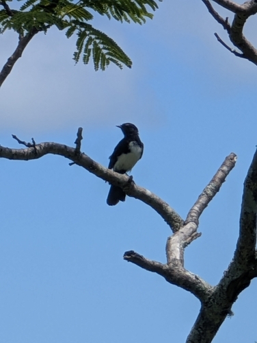 Willie Wagtail (Rhipidura leucophrys), photo 8