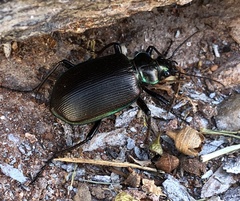 Calosoma oceanicum