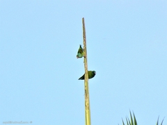 Brotogeris jugularis