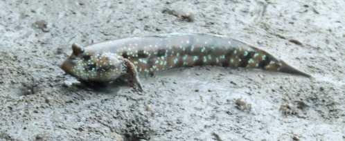 Blue-spotted Mudskipper (Boleophthalmus boddarti)