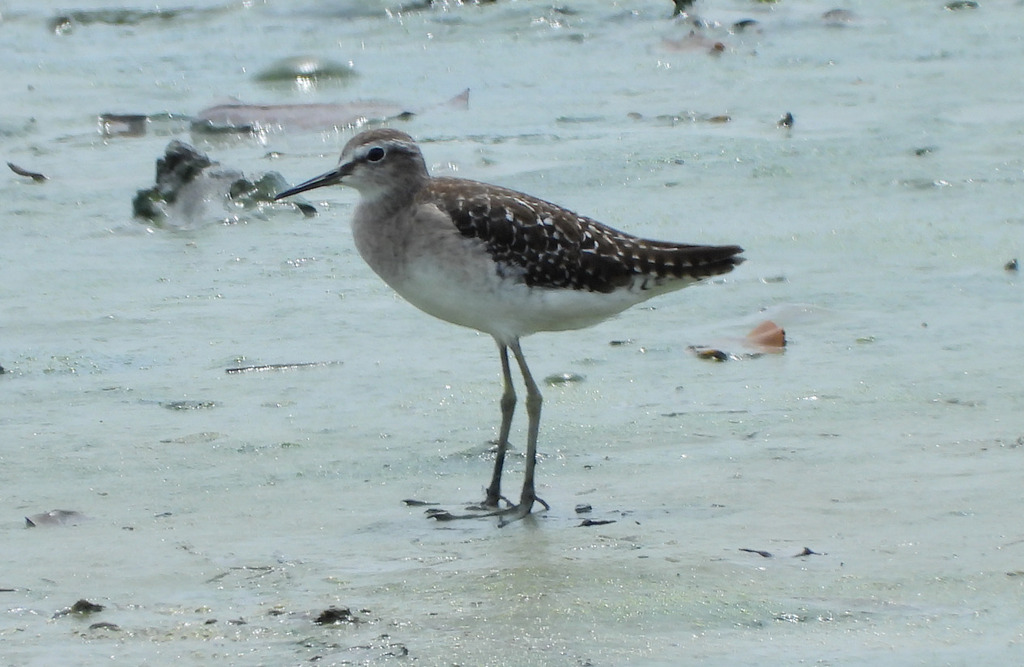 Wood Sandpiper (Tringa glareola)