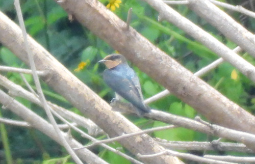 Hirundo javanica