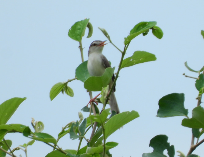 Plain Prinia (Prinia inornata)