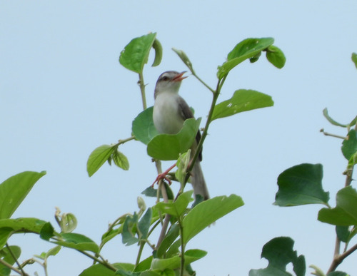 Prinia inornata