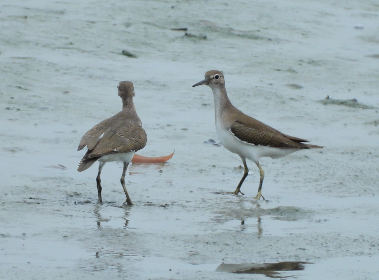 Trinil pantai (Actitis hypoleucos)