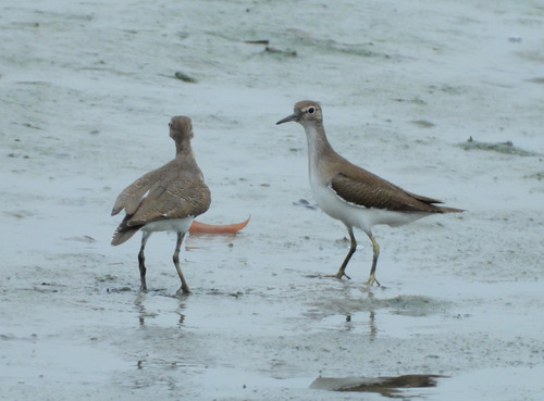 Actitis hypoleucos