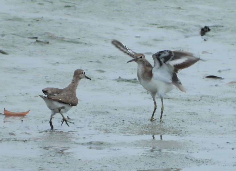 Common Sandpiper (Actitis hypoleucos)