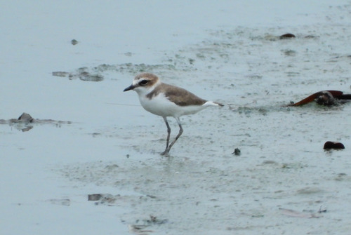 Anarhynchus Quoy & Gaimard, 1832