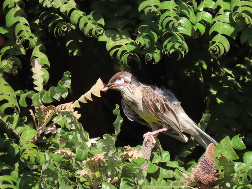 Red Wattlebird (Anthochaera carunculata)