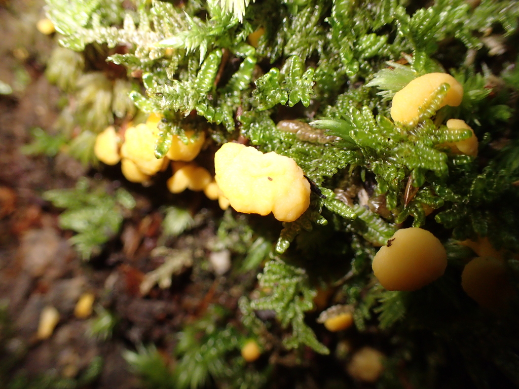 Cantharellus wellingtonensis · December 2025 · photo: © fuligogirl (iNaturalist, cc-by)
