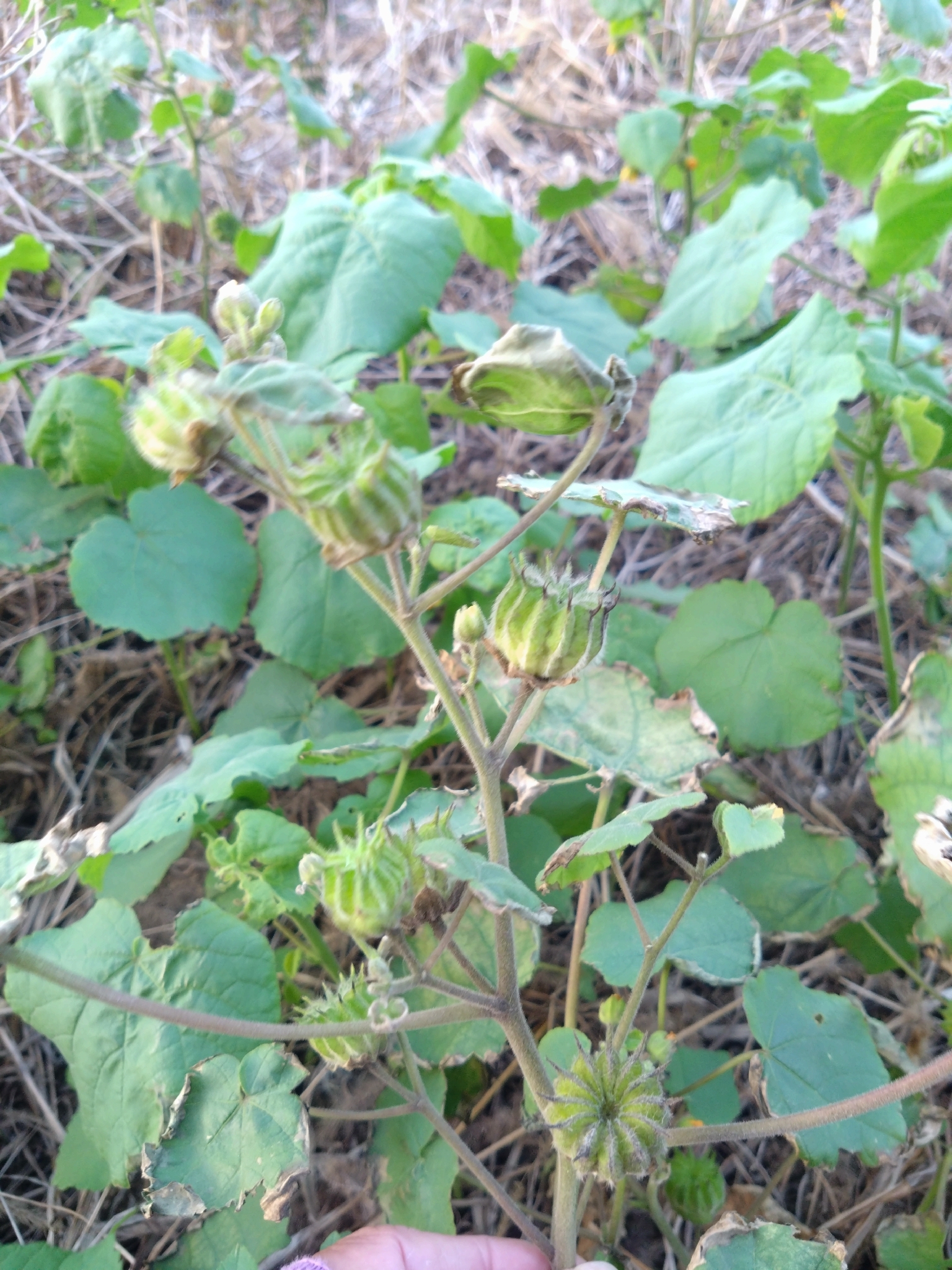Abutilón
