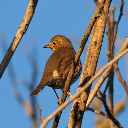 Song Thrush (Turdus philomelos), photo 7
