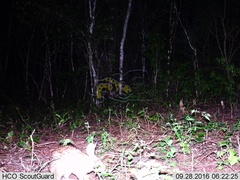 Sylvilagus cunicularius insolitus