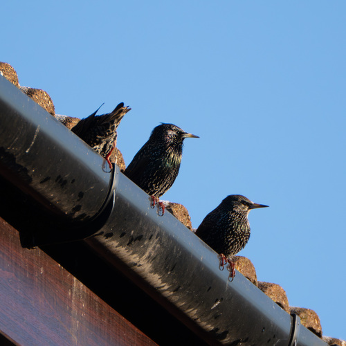 Common Starling (Sturnus vulgaris), photo 5