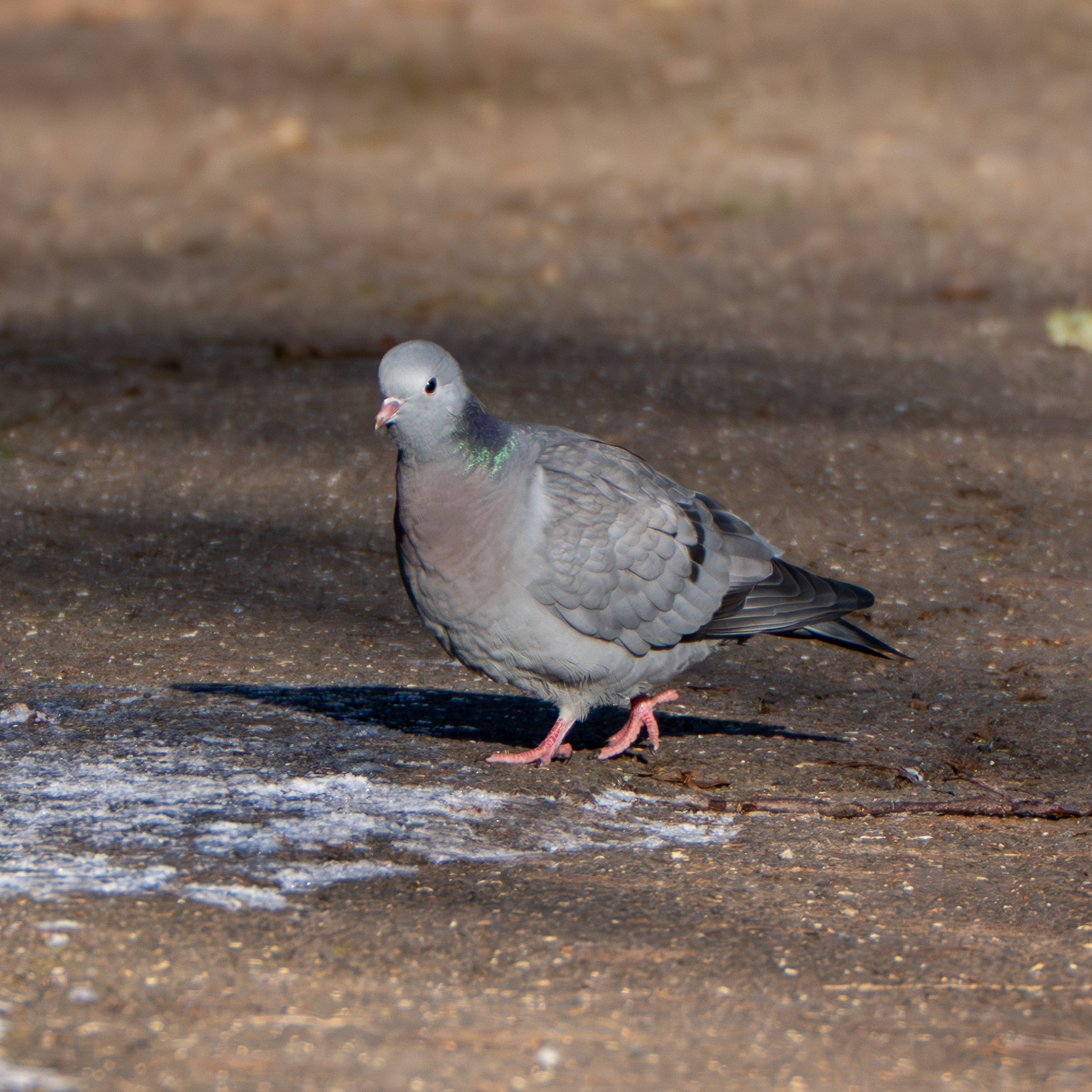 Stock Dove (Columba oenas), photo 8