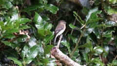 Empidonax atriceps