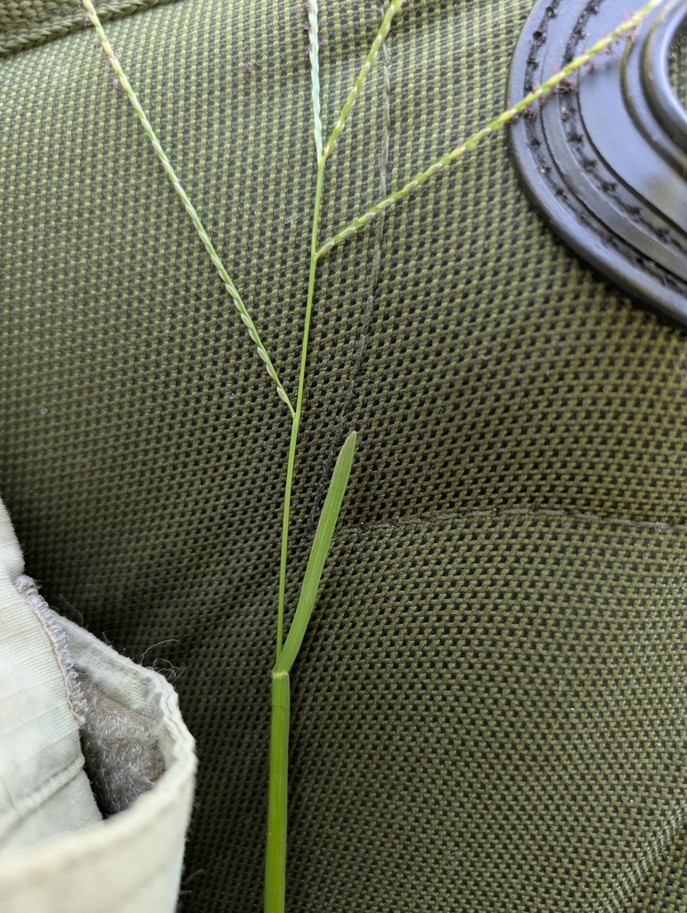 Cỏ lá gừng – Axonopus fissifolius