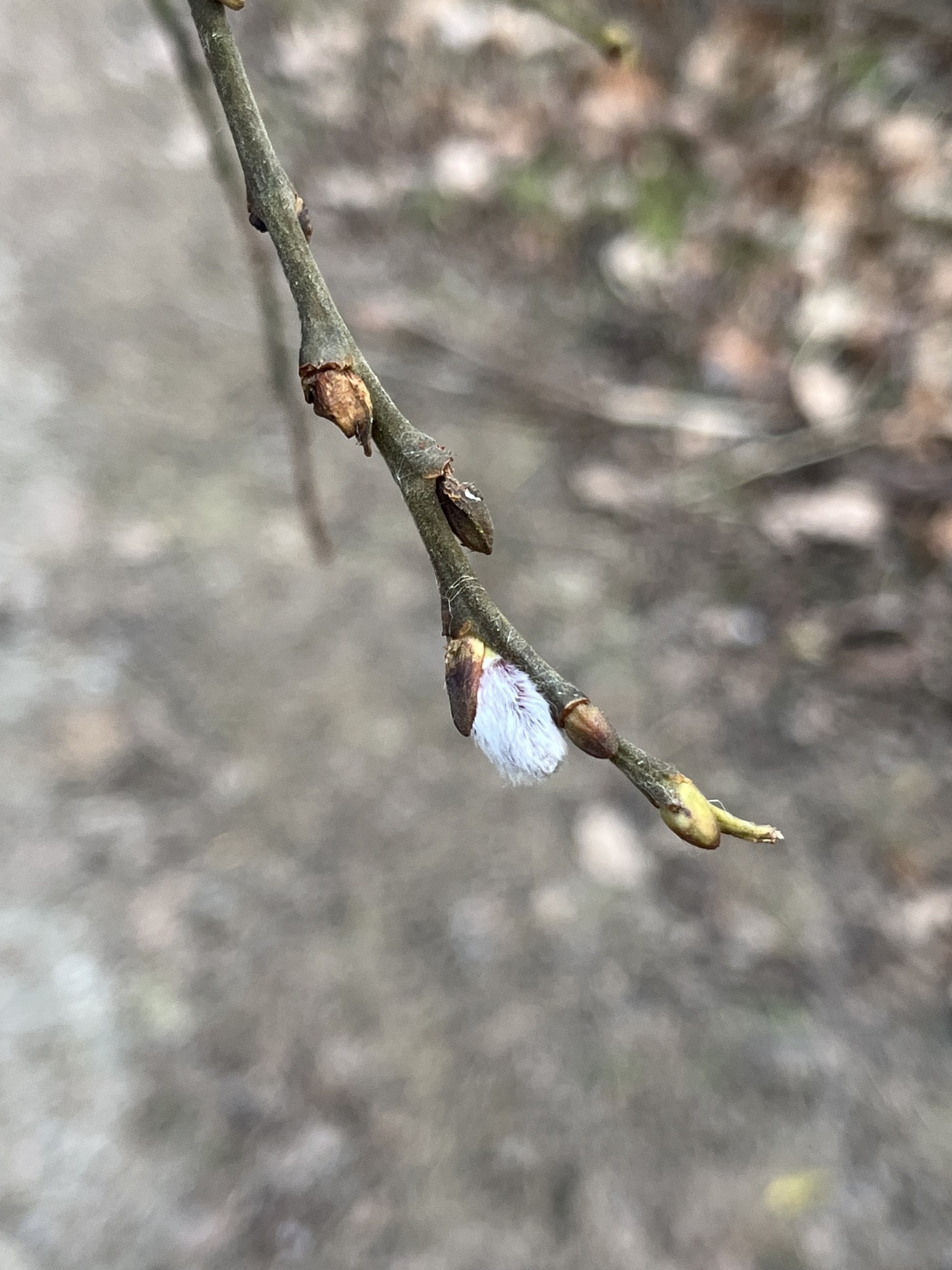 Goat willow