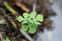 Marsilea mollis