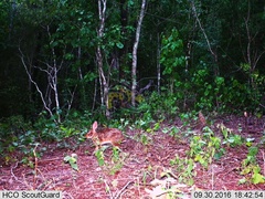 Sylvilagus cunicularius insolitus