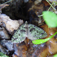 Hydriomena albifasciata