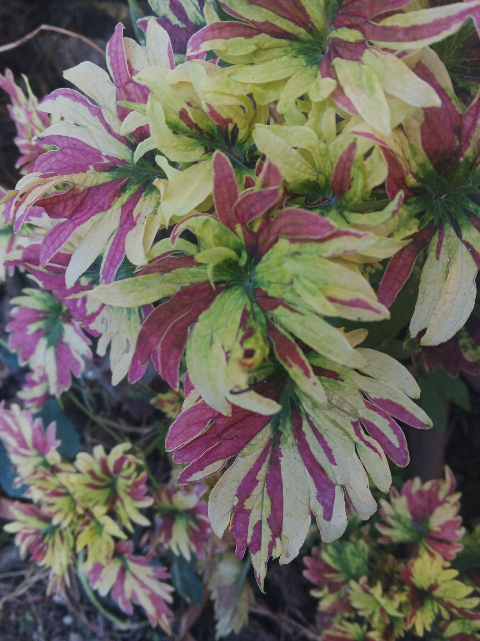 Imagem de coleus